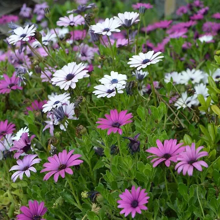 Dimora Dell'etna Milo